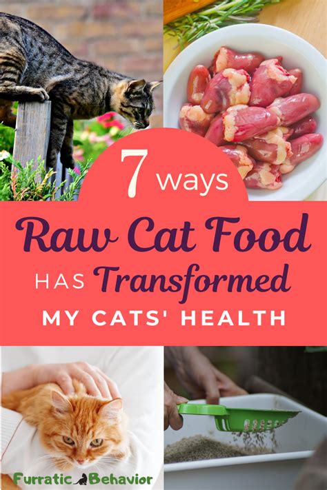 Best Healthy Food For Cats