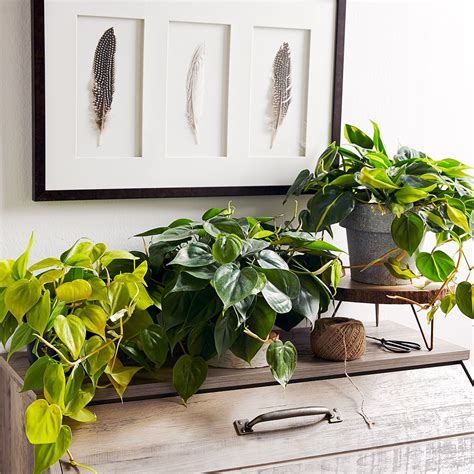 9 Common Houseplants You Might Not Know Are Poisonous Houseplants low