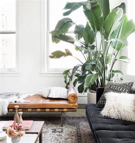 The Best Indoor House Plants Apartment Therapy