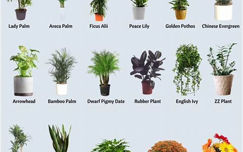Best Indoor Plants For Air Quality
