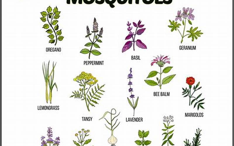 best mosquito repellent plants