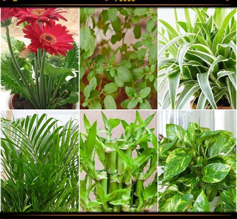 Best Indoor Plants That Produce Oxygen MIU