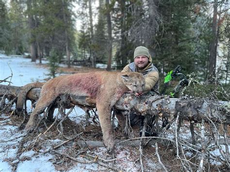 Utah Cougar & Mountain Lion Hunts Guiding Your Dream Hunts