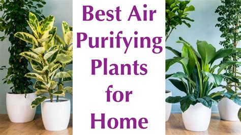 8 Best Air purifier houseplants Beast air purifying indoor plants