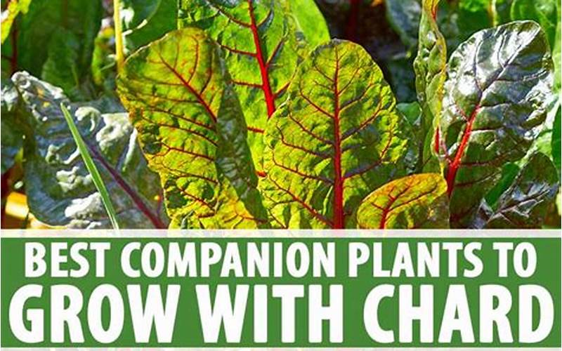 Best Plants To Companion Plant With Chard