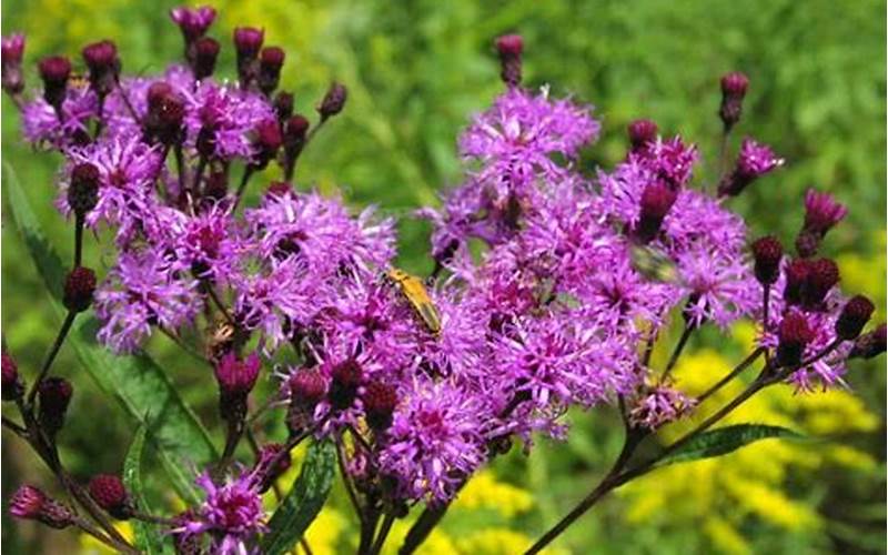 Best Plants To Grow In Maryland