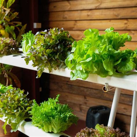 Best Plants for Hydroponics