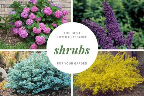 Best Shrubs For Low Maintenance Garden