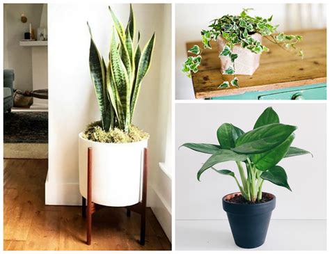 Are Succulents Good To Clean Air? 6 Best Succulents For Air Purification