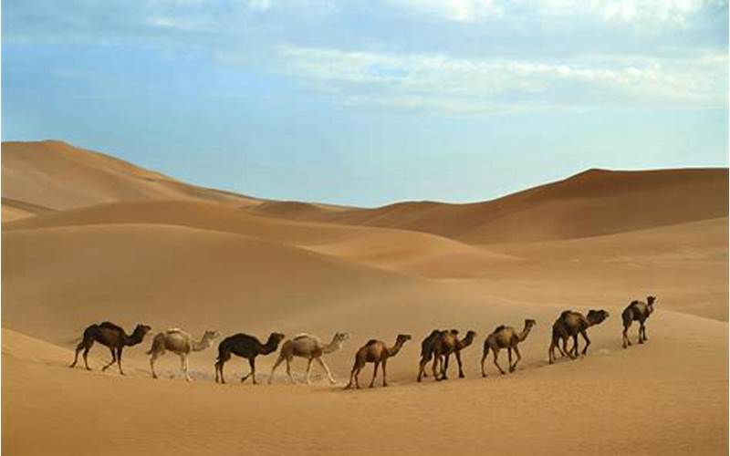 Best Time To Visit Sahara Desert