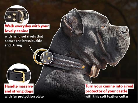 12 Best Collars For Cane Corso Trendy And Functional Picks