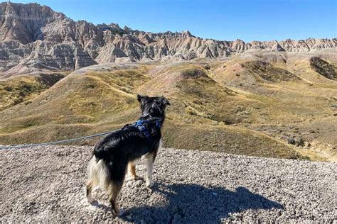Best 8 Things To Do With Your Dog In South Loop