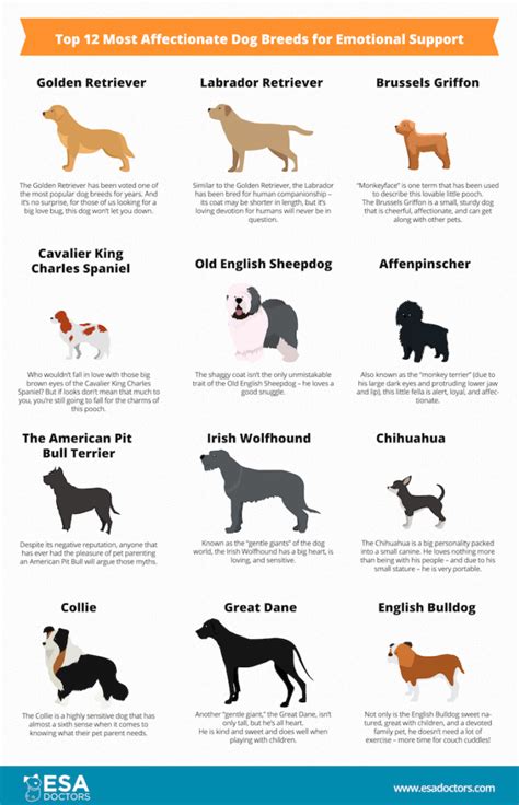 Best Affectionate Dog Breeds