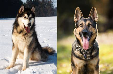 Best Alaskan Shepherd