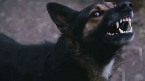 Best Angry Dog
