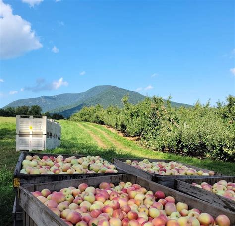 Four Of The Best Apple Orchards To Visit In Virginia - Due South