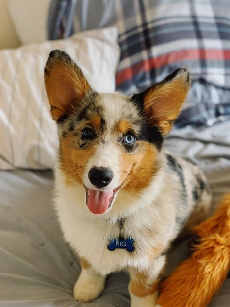 Best Aussie Corgi Mix