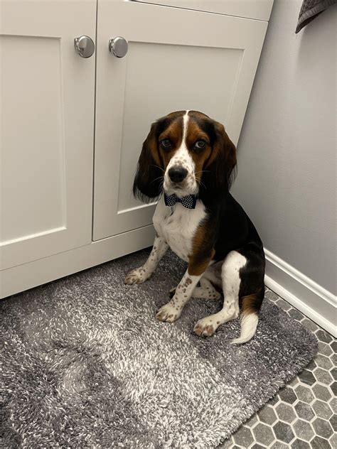 Best Beagle Cross Cocker Spaniel