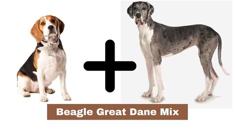 Best Beagle Great Dane Mix