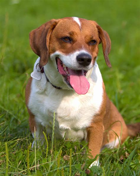 Best Beagle Hound Mix