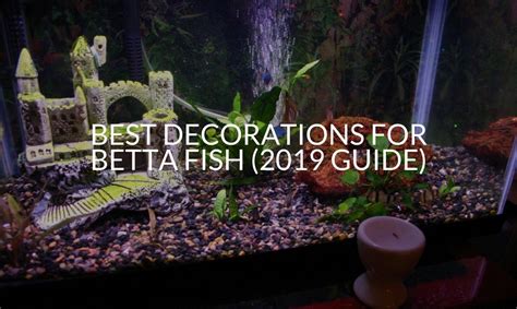 Best Betta Fish Decorations