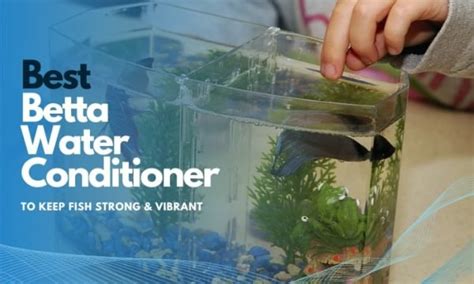 Best Betta Water Conditioner