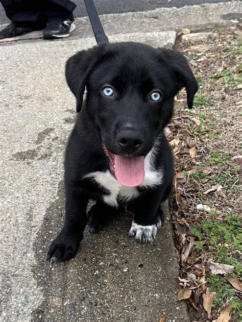 Best Black Lab Mixed With Husky