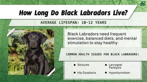 Best Black Labrador Lifespan