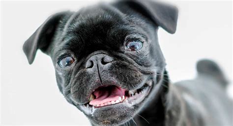 Best Black Pugs
