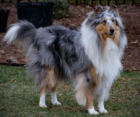 Best Blue Collie Dog
