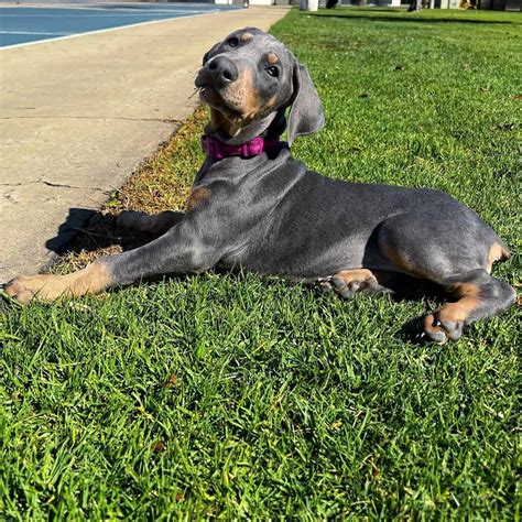 Best Blue Doberman
