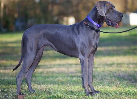 Best Blue Great Danes