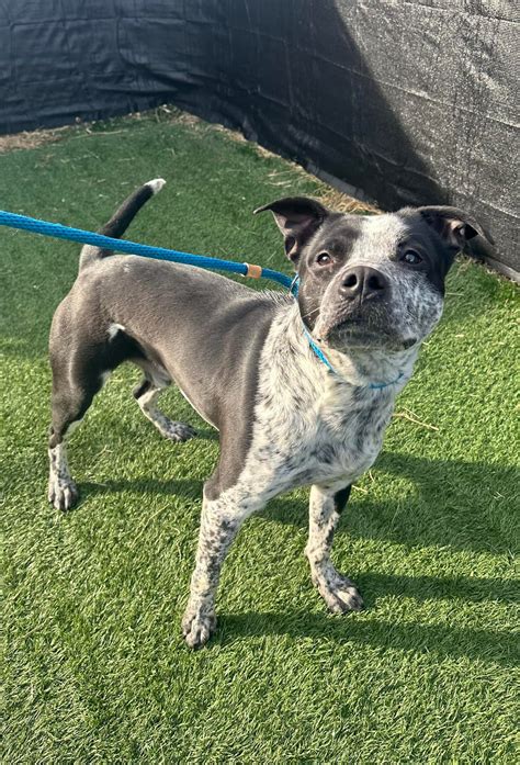 Best Blue Heeler Mastiff Mix