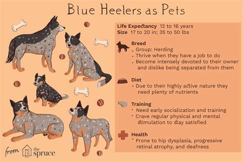 Best Blue Heeler Temperament