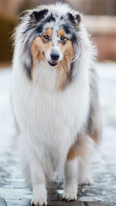 Best Blue Merle