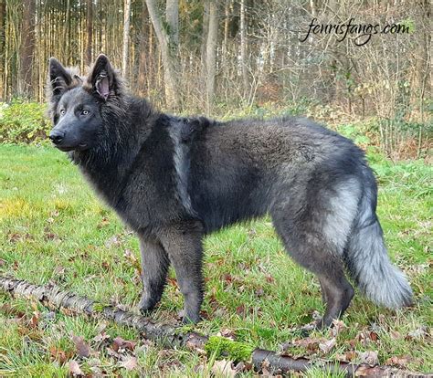Best Blue Shepherd