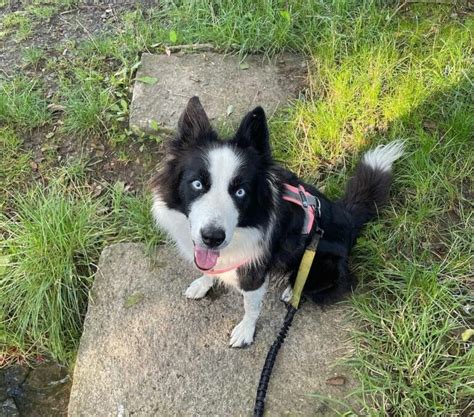 Best Border Collie Husky Mix