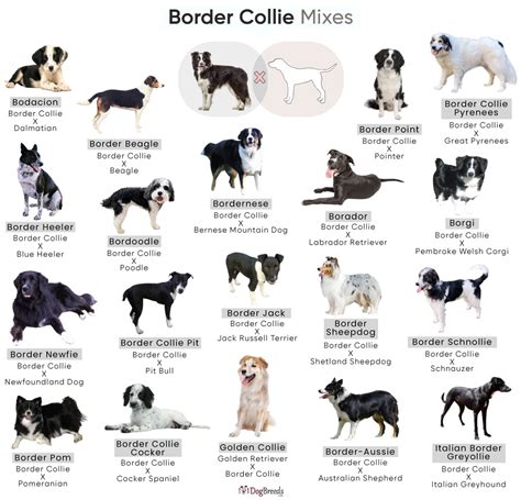 Best Border Collie Mix Breeds