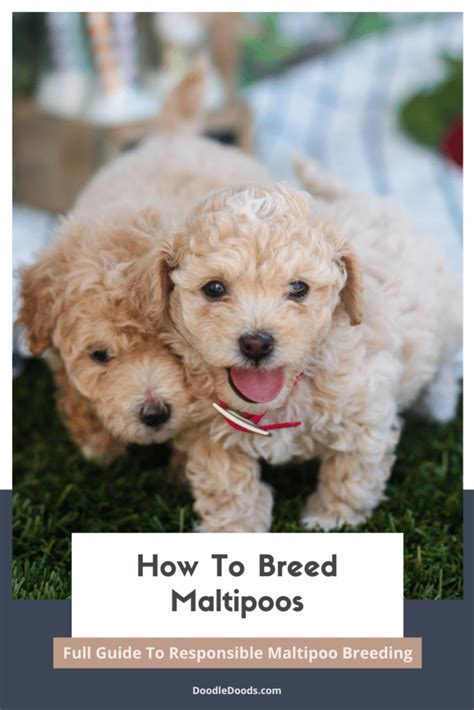 Best Breeding Maltipoos