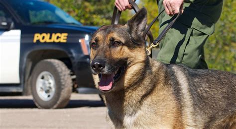 Best Breeding Police Dogs