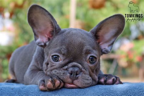 Best Bull Dogs Puppies