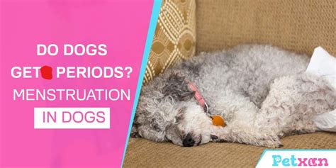 Best Can Dogs Get Periods