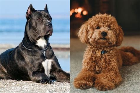 Best Cane Corso Poodle Mix
