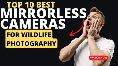 Best Canon Mirrorless Camera For Wildlife