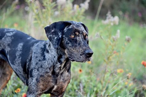 Best Catahoula Lab Mix