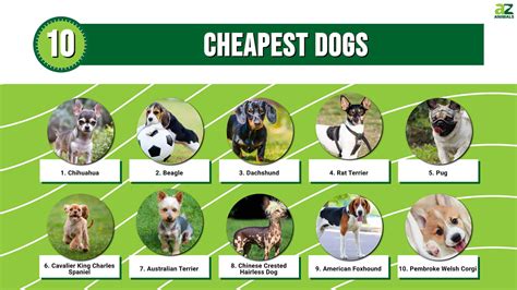 Best Cheapest Dogs