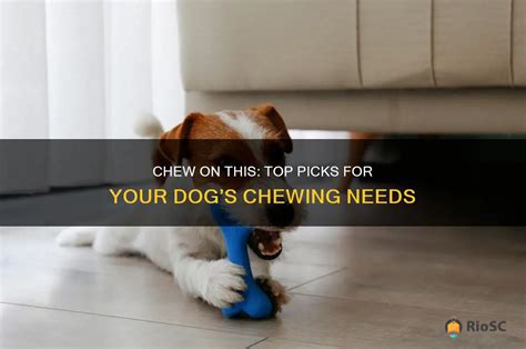 Best Chewer