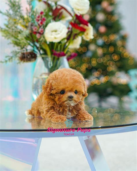 Best Cinnamon Micro Poodle For Sale
