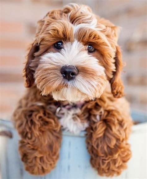 Best Cocker Spaniel Poodle Mix