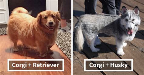 Best Corgi Cross